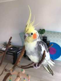 Lost Cockatiel