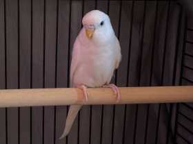 Lost Budgerigar