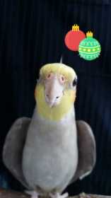 Lost Cockatiel