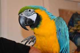 Lost Macaw