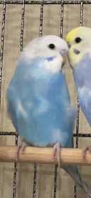 Lost Budgerigar