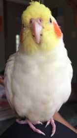 Lost Cockatiel