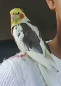 Lost Cockatiel