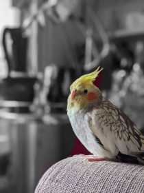 Lost Cockatiel