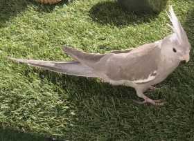 Lost Cockatiel