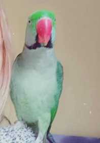 Lost Alexandrine