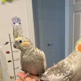 Lost Cockatiel