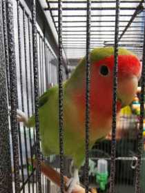 Lost Lovebird