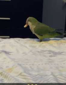 Lost Quaker