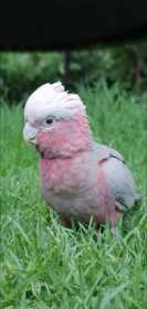 Lost Galah Cockatoo