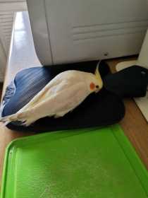 Lost Cockatiel
