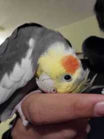 Lost Cockatiel