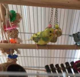 Lost Parakeet