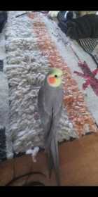 Lost Cockatiel