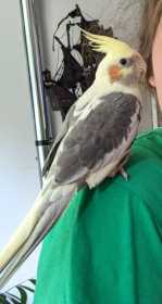 Lost Cockatiel