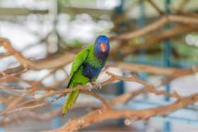 Lost Lory / Lorikeet