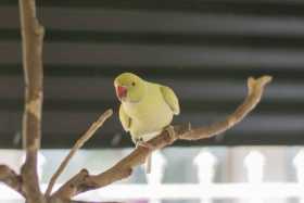 Lost Australian Ringneck Parakeet