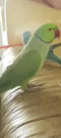 Lost Indian Ringneck Parakeet
