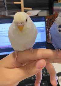 Lost Budgerigar