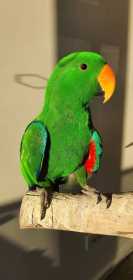 Lost Eclectus