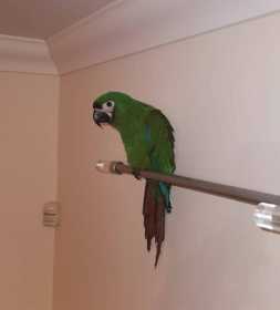 Lost Macaw