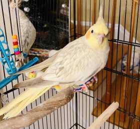 Lost Cockatiel