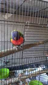 Lost Lory / Lorikeet