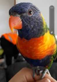 Lost Lory / Lorikeet