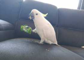 Lost Cockatoo