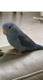 Lost Parrotlet