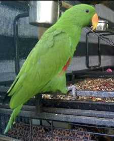 Lost Eclectus