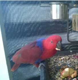 Lost Eclectus