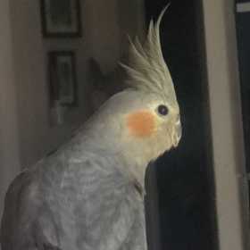 Lost Cockatiel