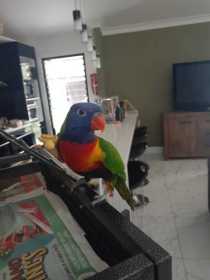 Lost Lory / Lorikeet