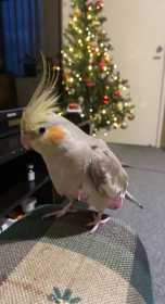 Lost Cockatiel