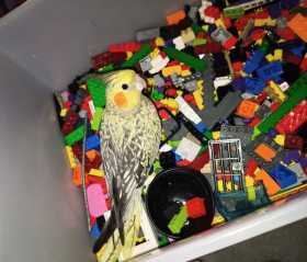 Lost Cockatiel