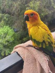 Lost Conure