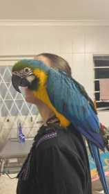 Lost Macaw