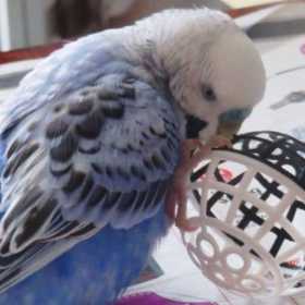 Lost Budgerigar