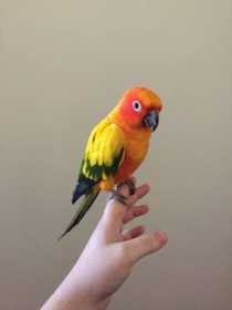 Lost Conure