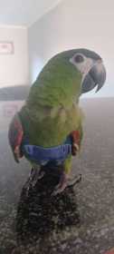 Lost Macaw