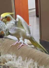 Lost Cockatiel