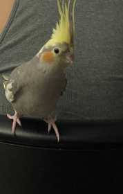 Lost Cockatiel