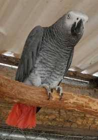 Lost African Grey