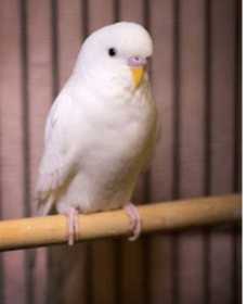 Lost Parakeet