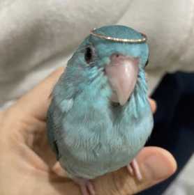 Lost Parrotlet