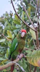 Lost Conure