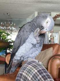 Lost African Grey