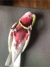 Lost Galah Cockatoo