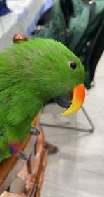 Lost Eclectus